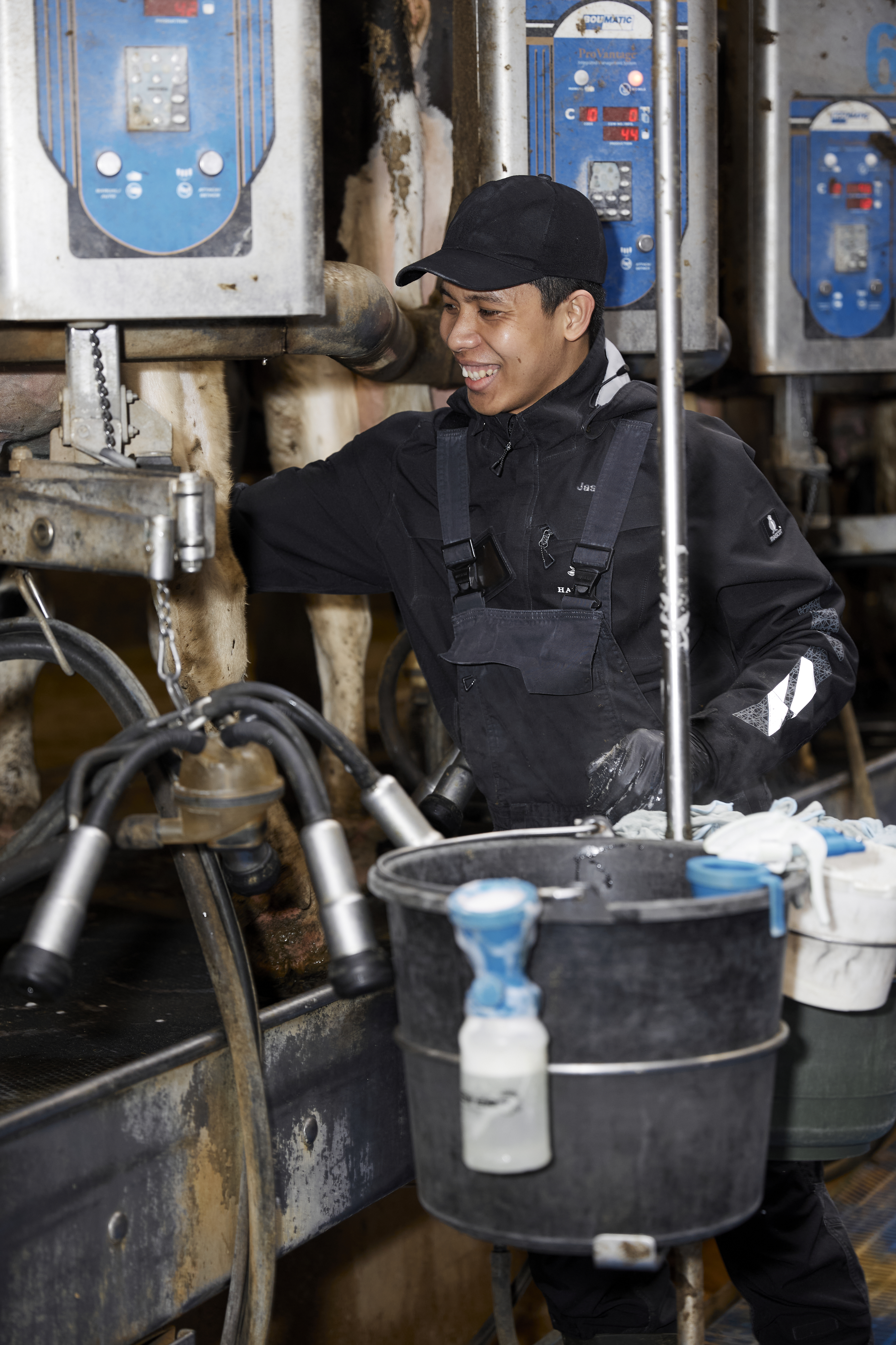 International intern milking dairy cows on a European farm, supporting livestock operations