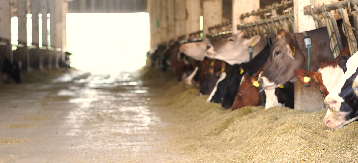 German dairy farm
