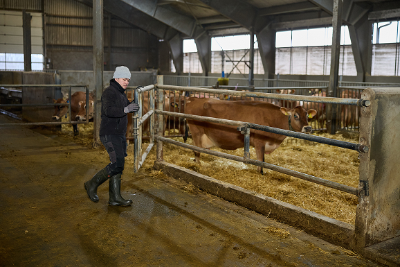 Dairy Farming