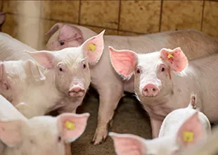 Piggery Farming