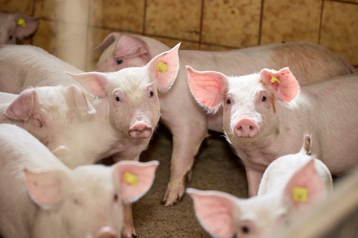 Piggery Farming
