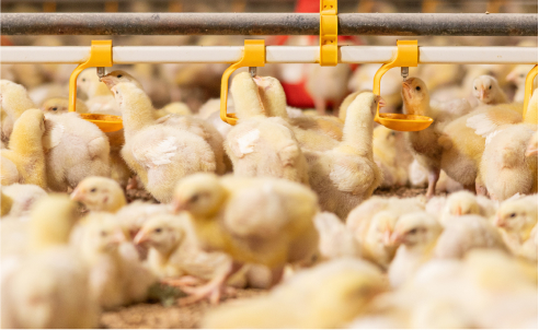 Poultry Farming